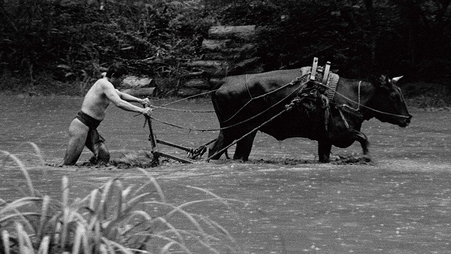 Black Ox】 | 37th Tokyo International Film Festival